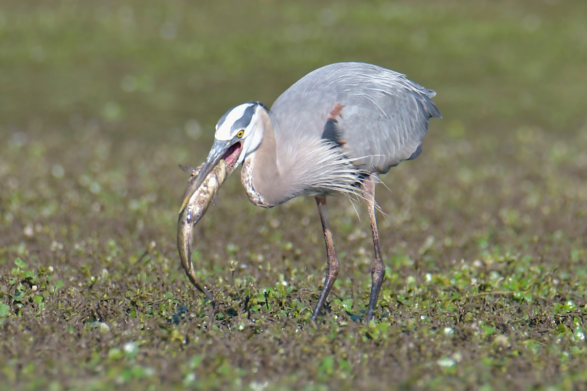 Early June at Stockport Flats 15