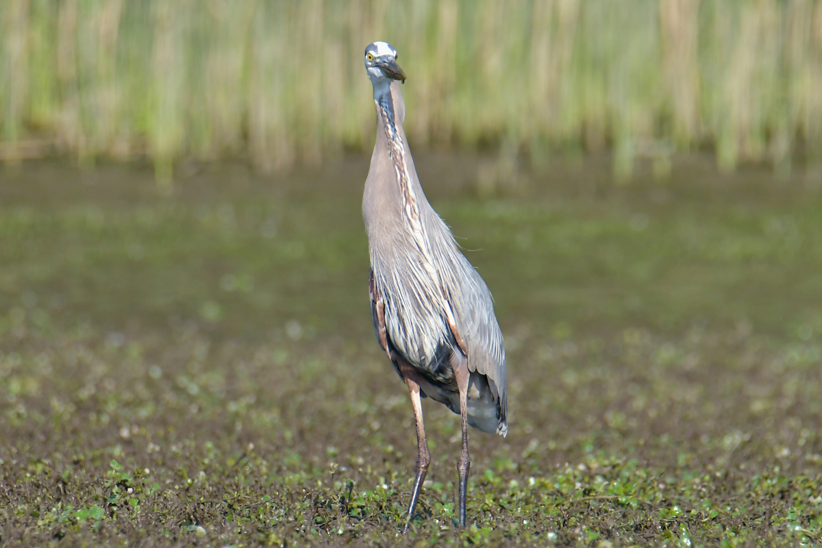 Early June at Stockport Flats 17