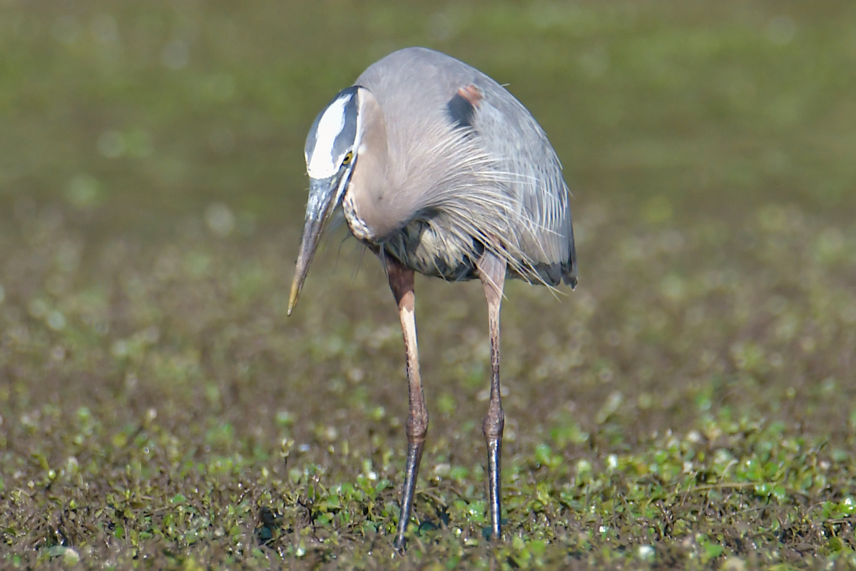 Early June at Stockport Flats 18