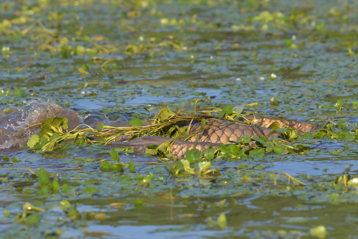 Early June at Stockport Flats 19
