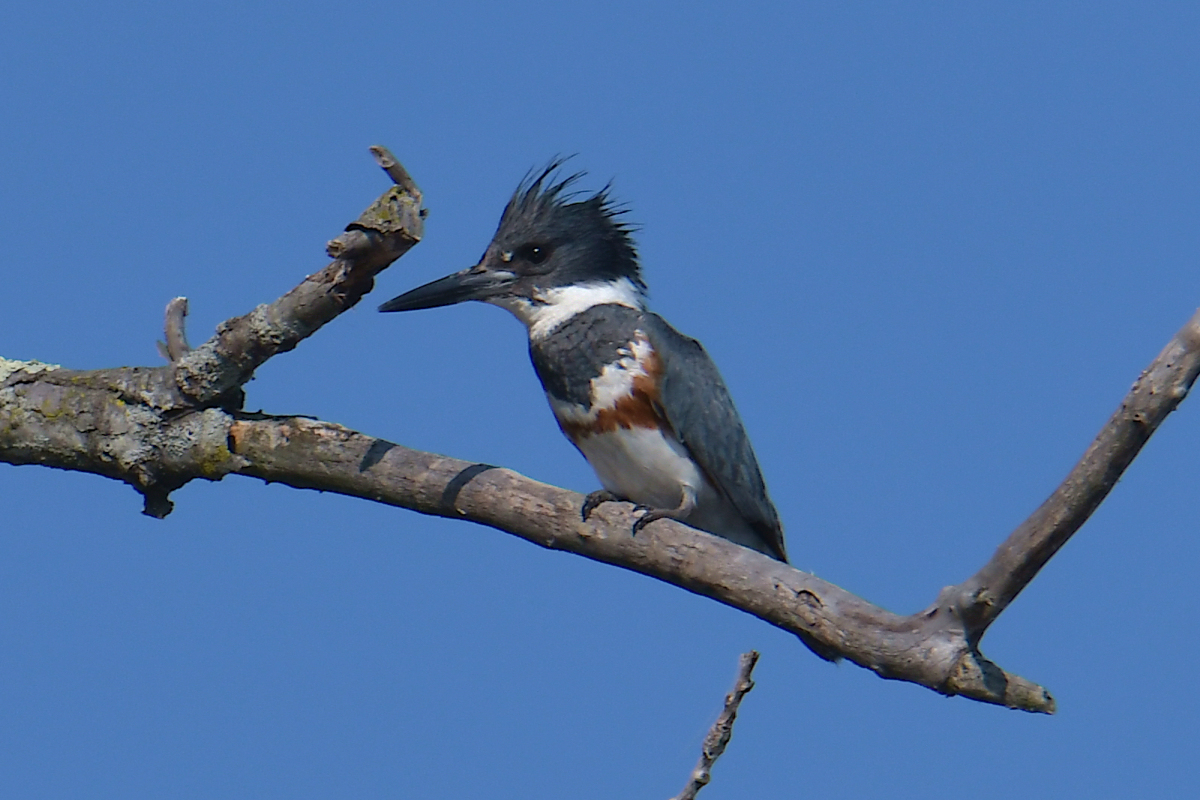 Early June at Stockport Flats 20