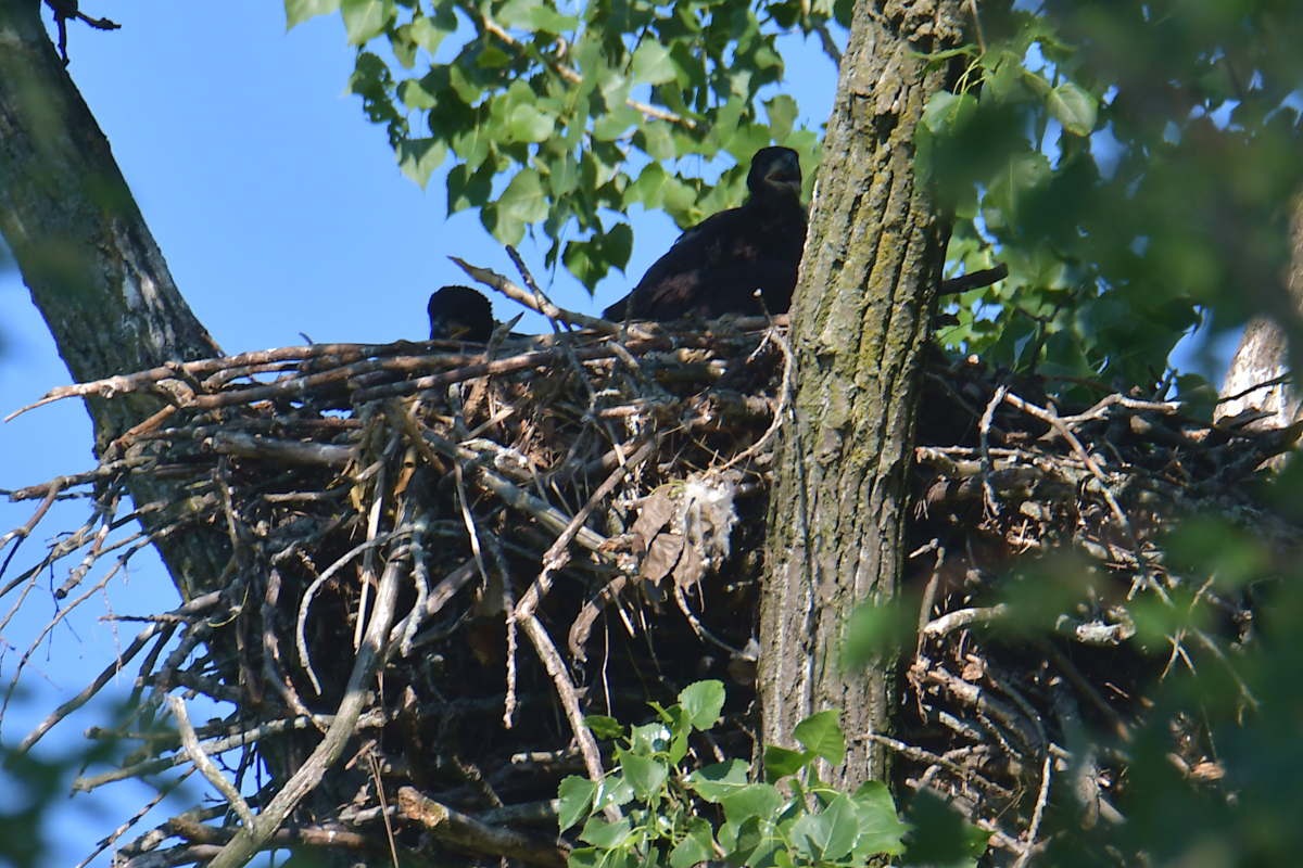Early June at Stockport Flats 21