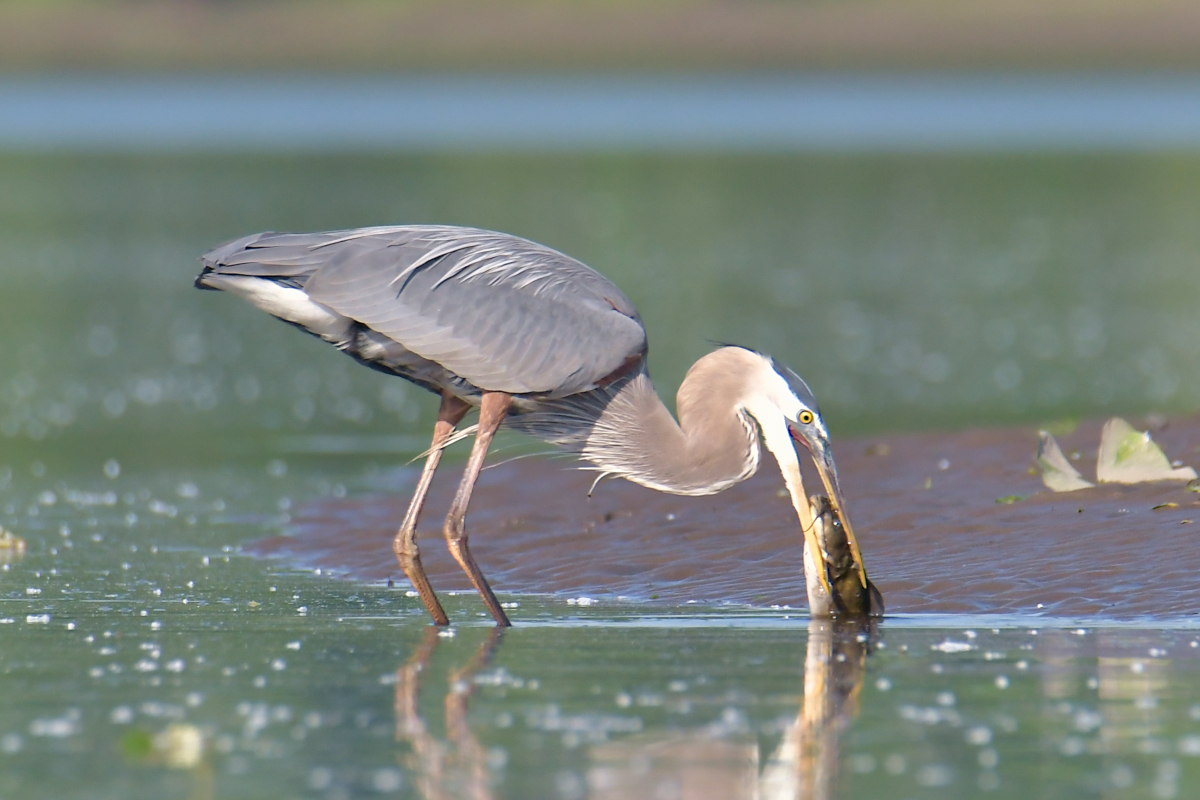 Early June at Stockport Flats 22