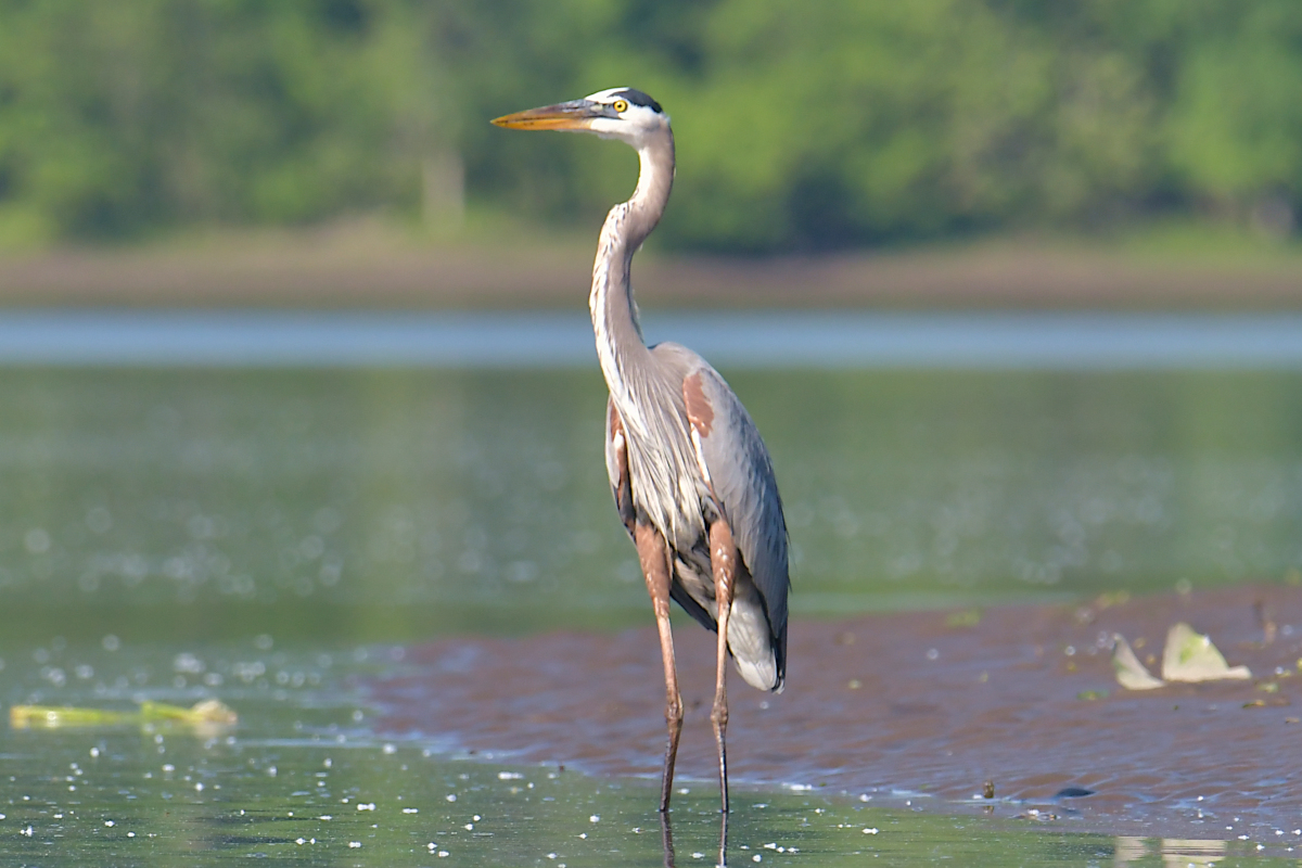 Early June at Stockport Flats 23