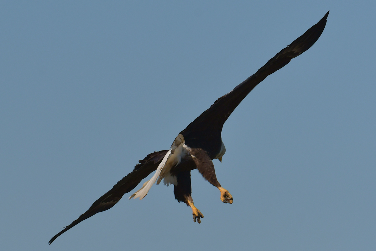 Early June at Stockport Flats 25