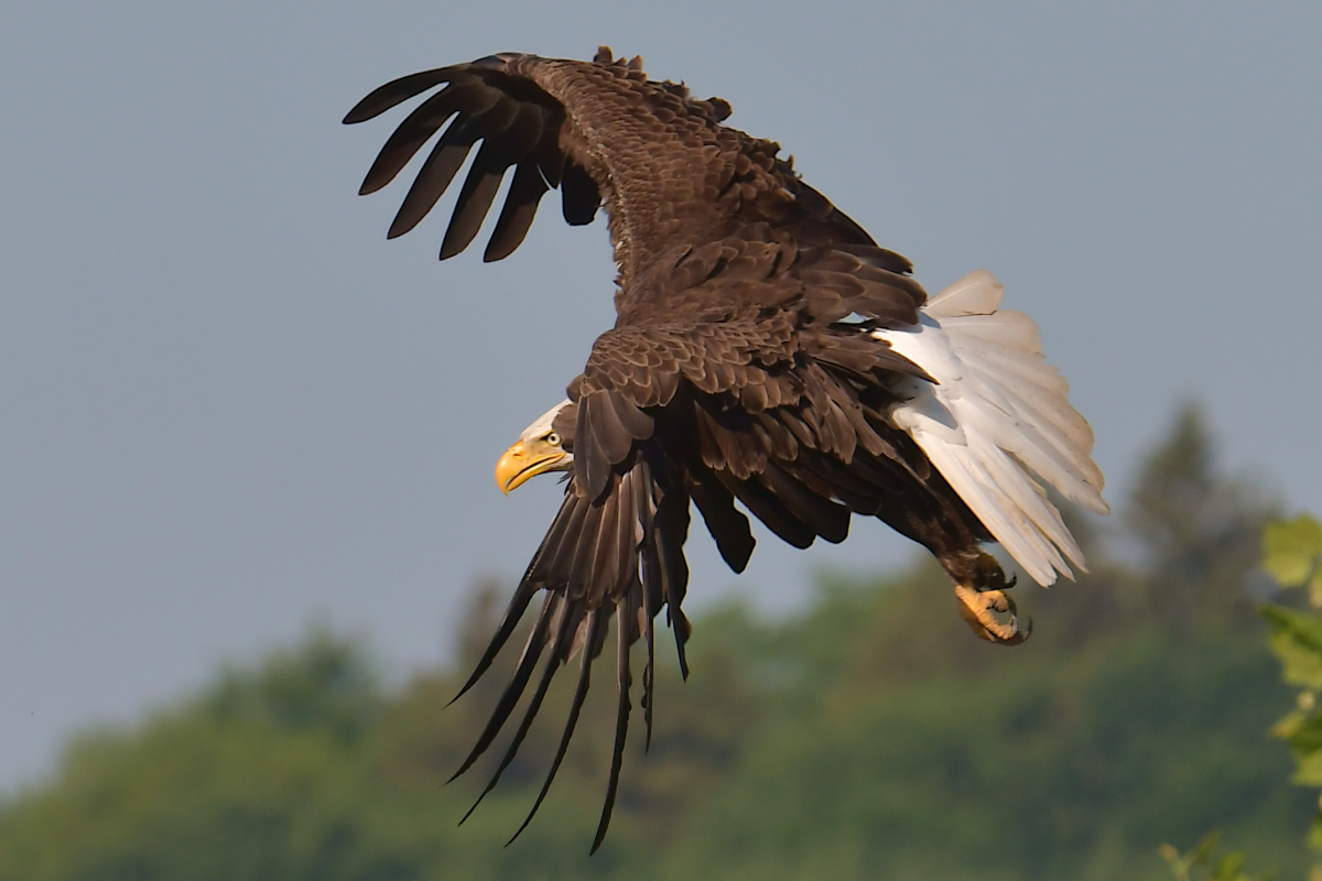 Early June at Stockport Flats 26