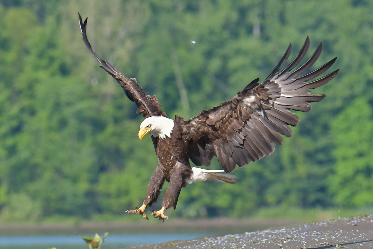 Early June at Stockport Flats 27
