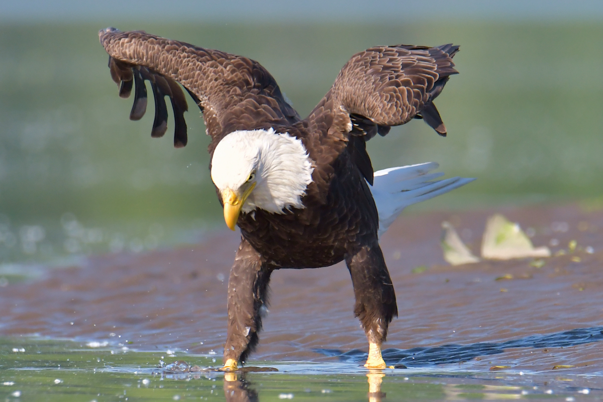 Early June at Stockport Flats 29