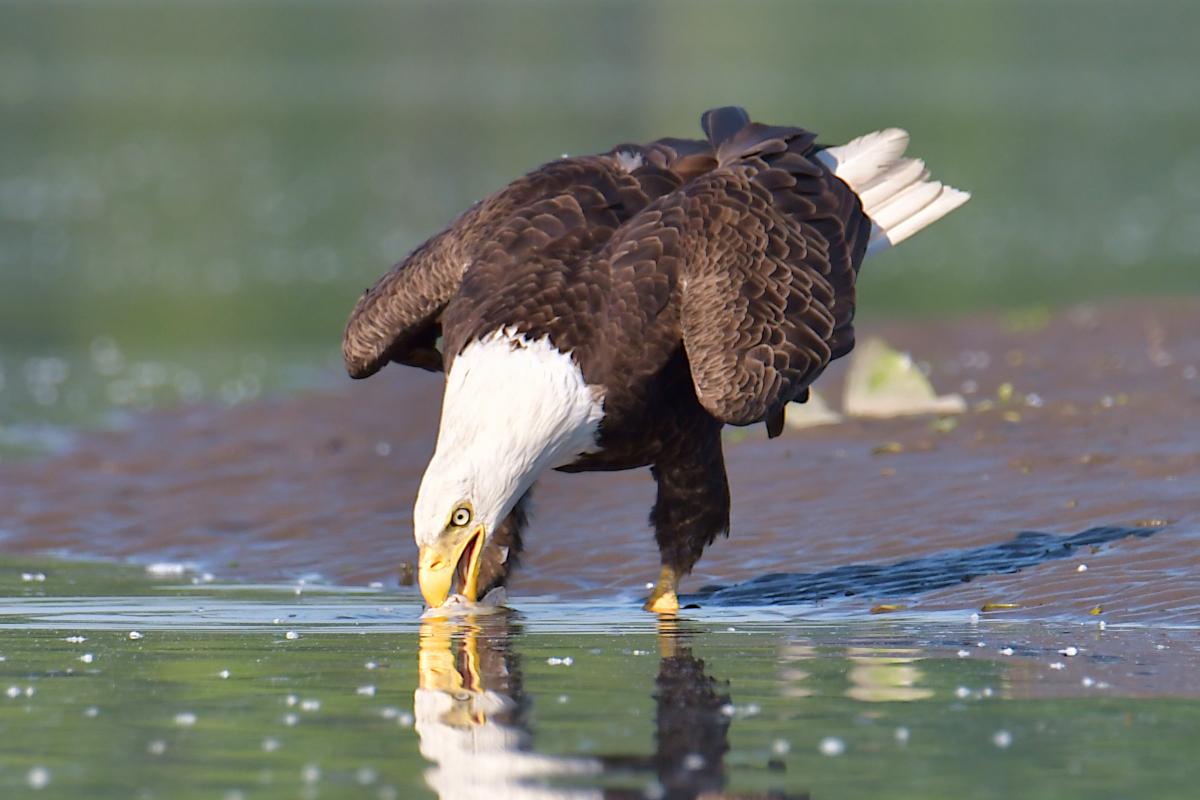 Early June at Stockport Flats 30