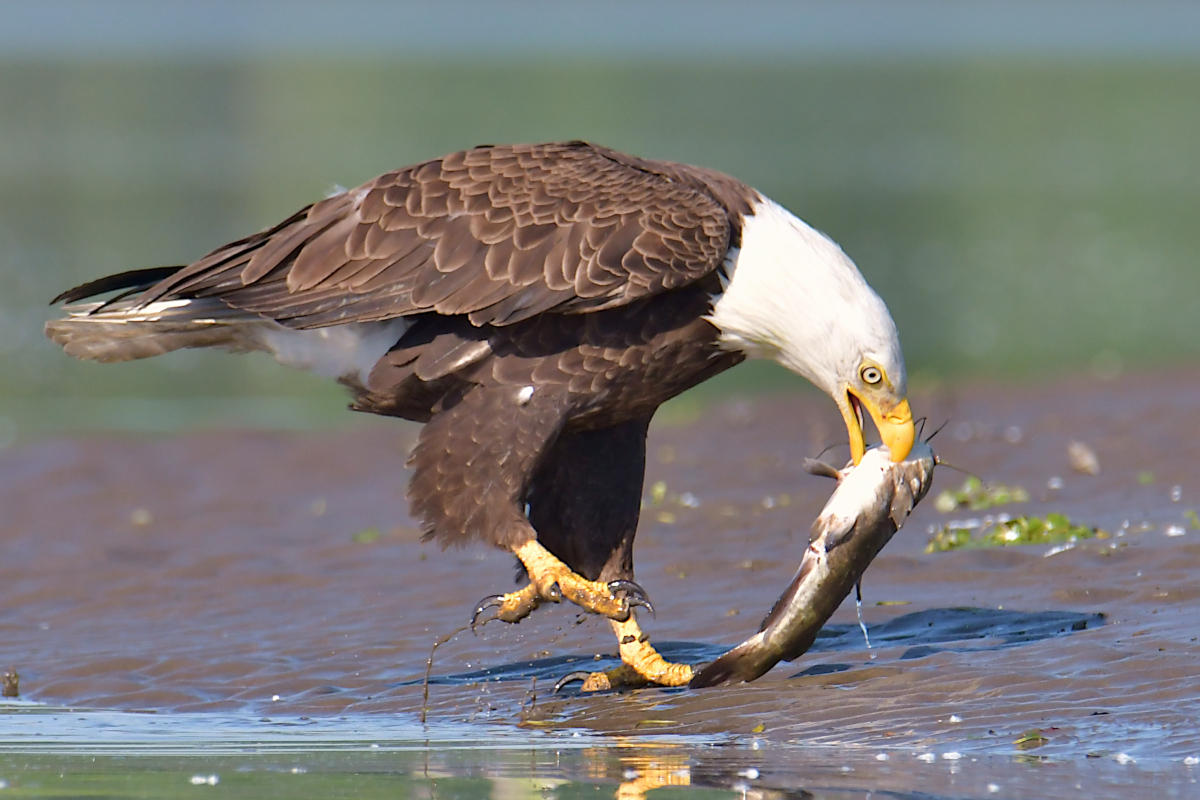 Early June at Stockport Flats 31