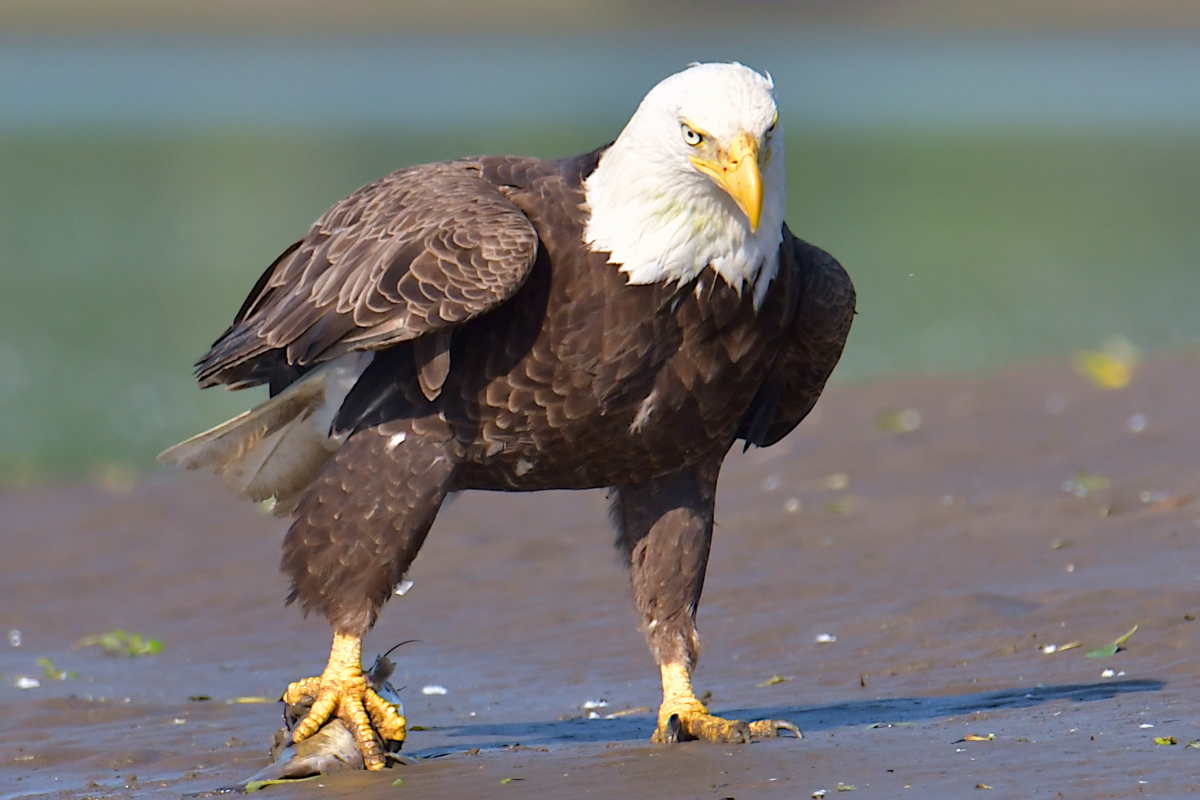 Early June at Stockport Flats 33