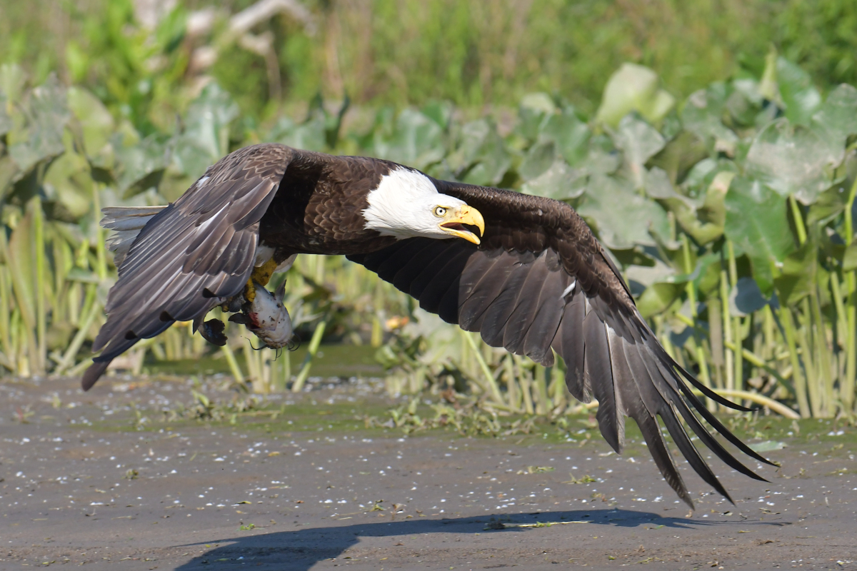 Early June at Stockport Flats 34