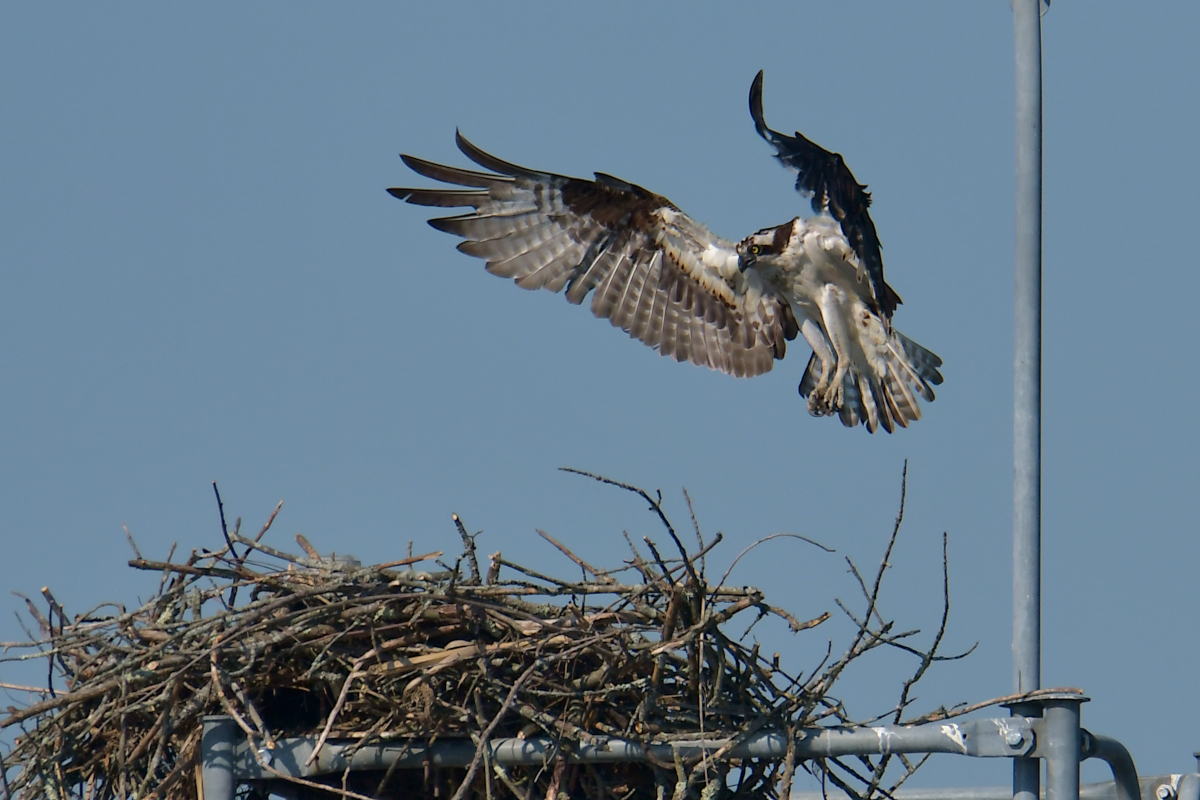 Early June at Stockport Flats 36