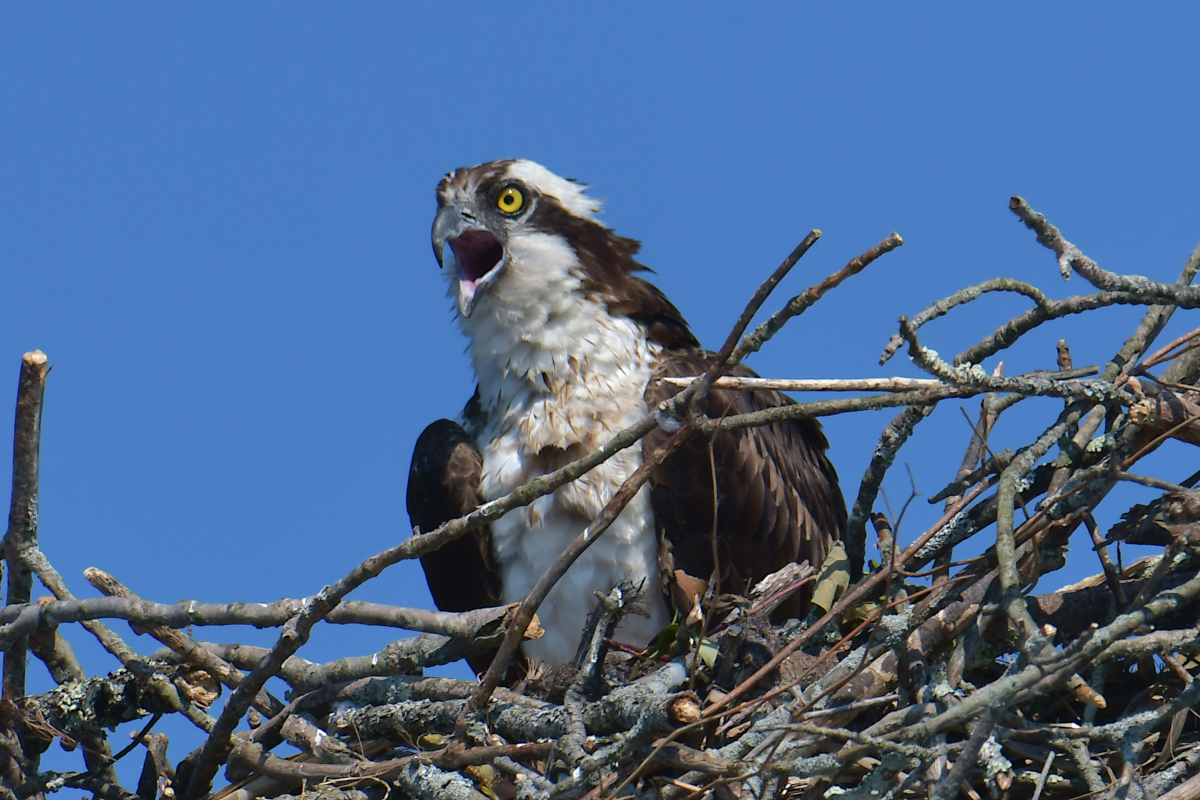Early June at Stockport Flats 37