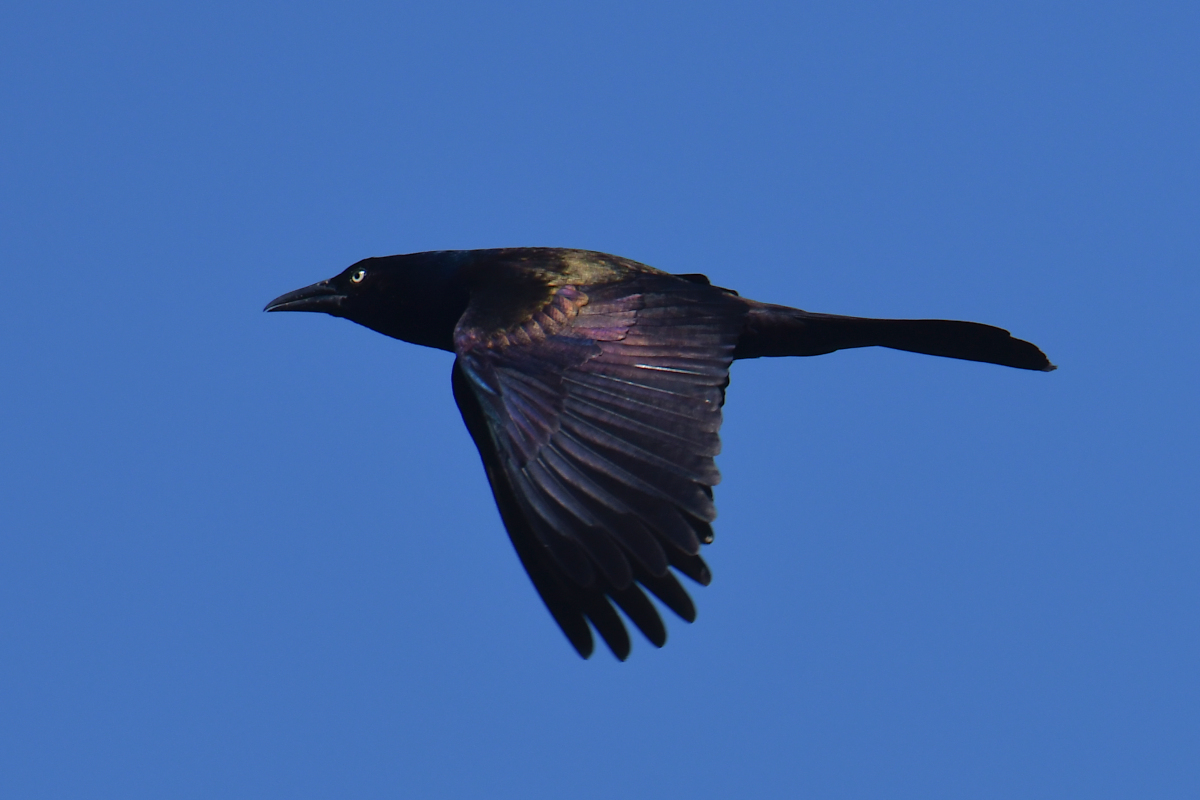 Early June at Stockport Flats 38