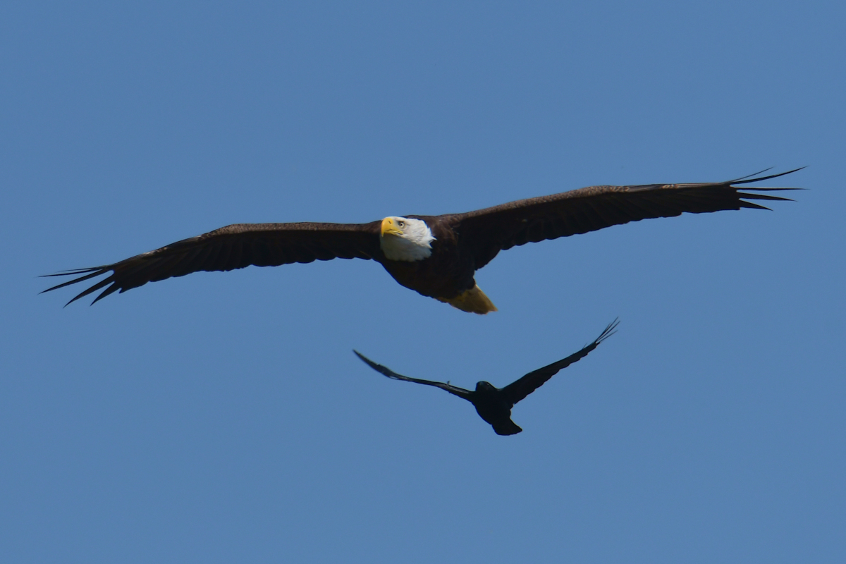 Early June at Stockport Flats 39