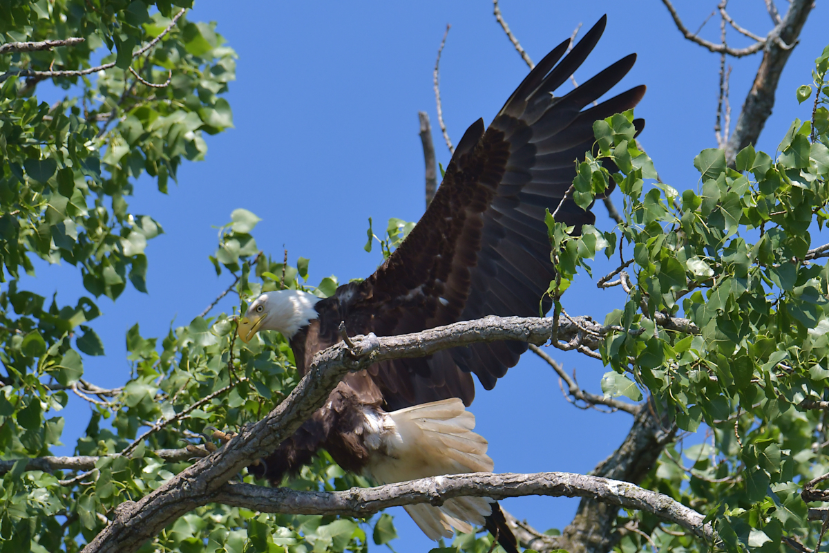 Early June at Stockport Flats 42