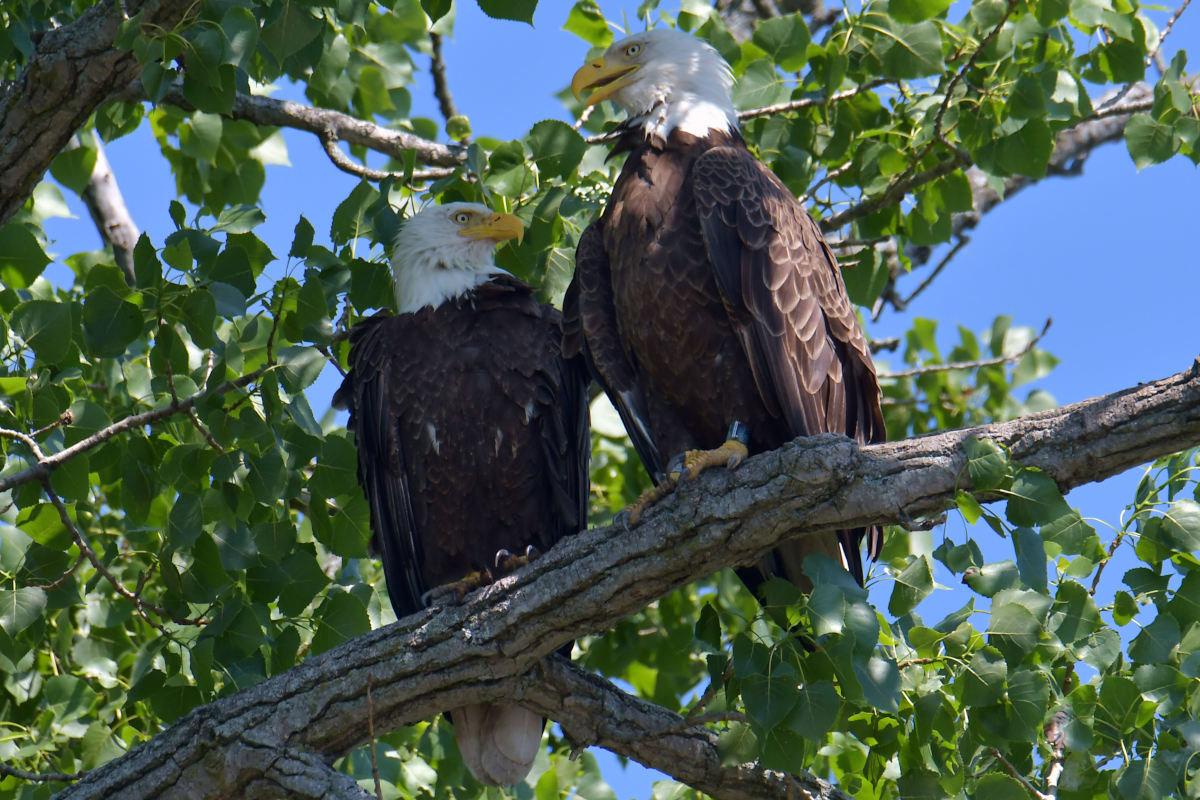 Early June at Stockport Flats 45