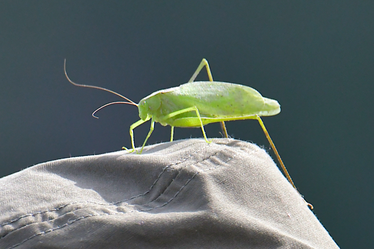 A Katydid Touring Stockport Flats 01