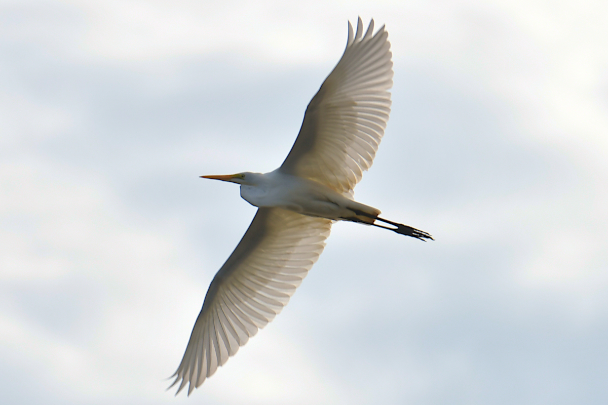 A Katydid Touring Stockport Flats 03