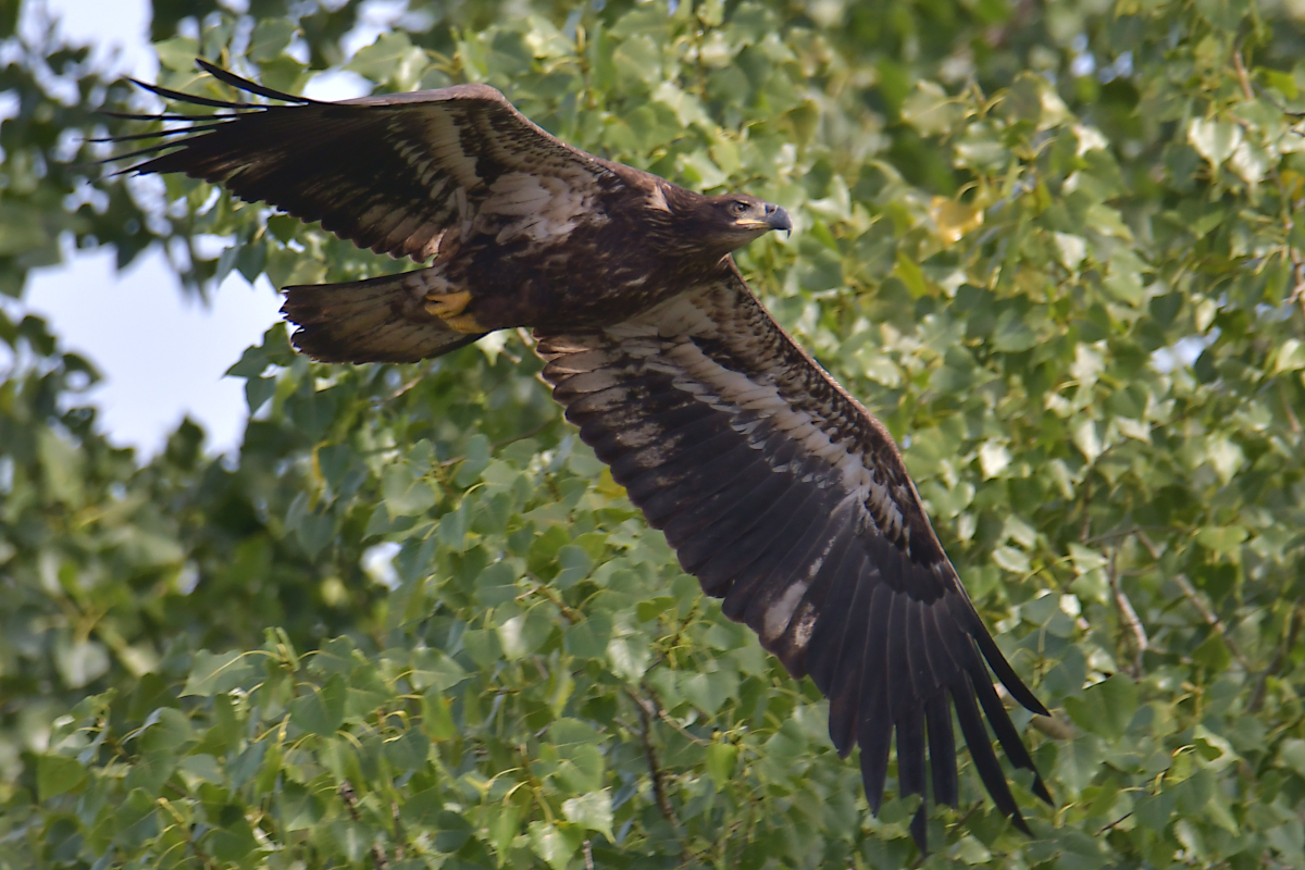A Katydid Touring Stockport Flats 04