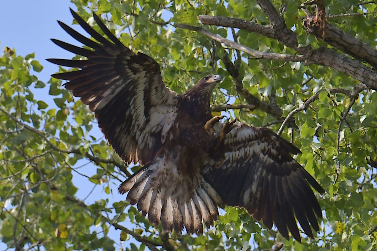 A Katydid Touring Stockport Flats 05