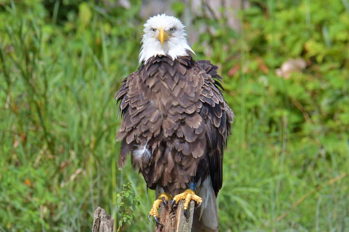 A Katydid Touring Stockport Flats 06