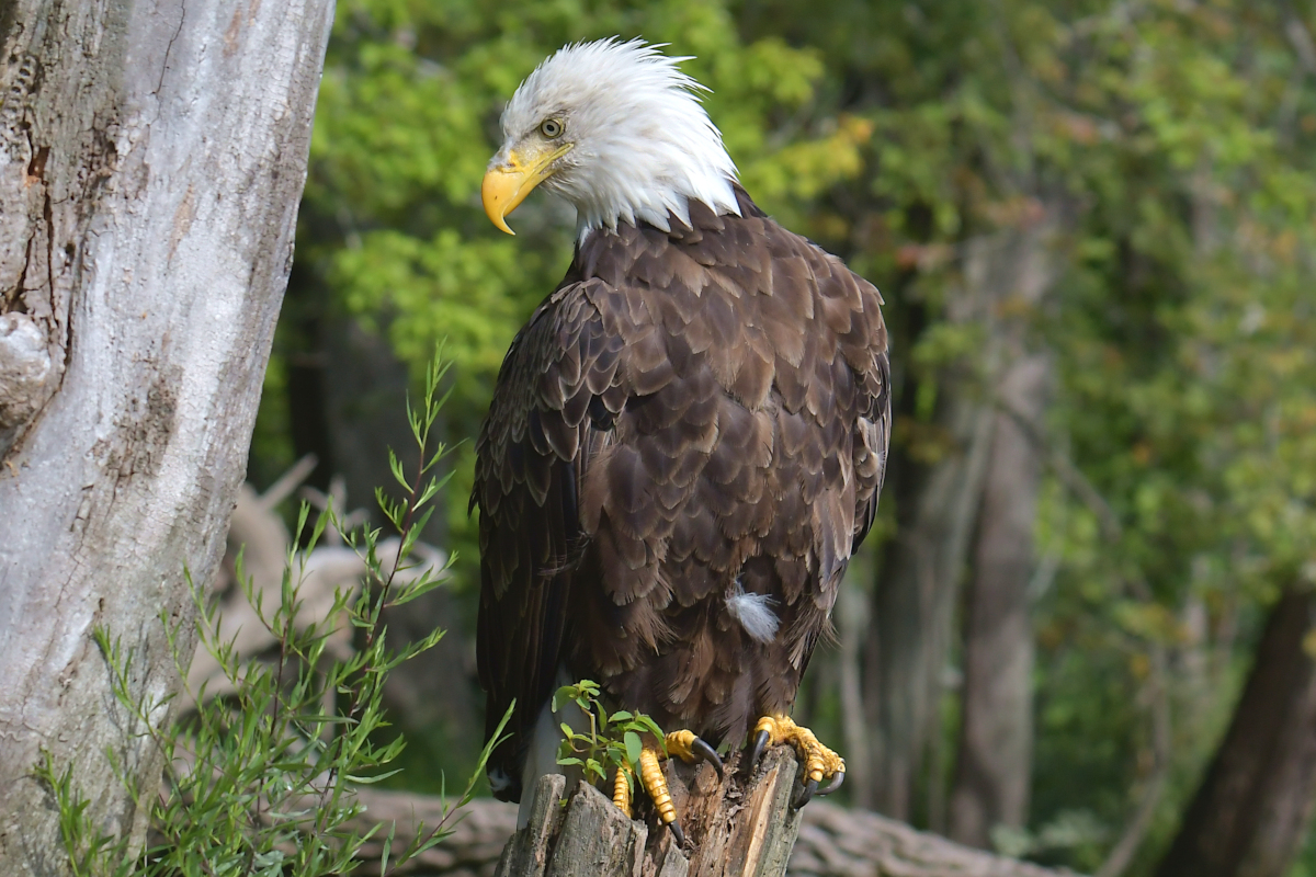 A Katydid Touring Stockport Flats 07
