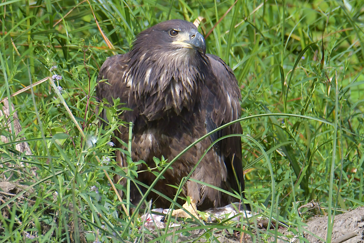 A Katydid Touring Stockport Flats 08