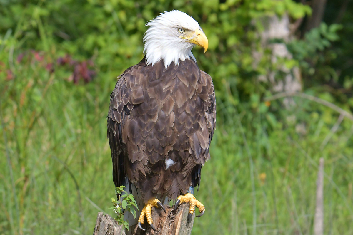 A Katydid Touring Stockport Flats 10