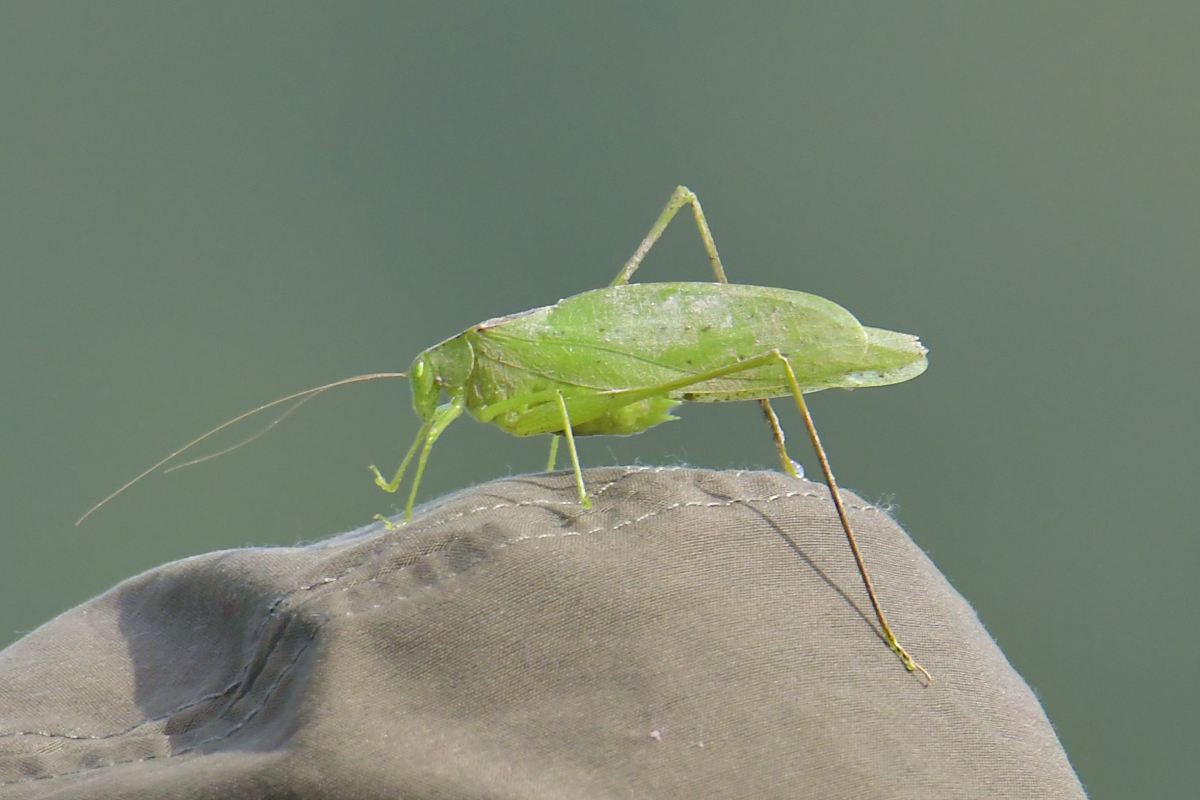 A Katydid Touring Stockport Flats 11