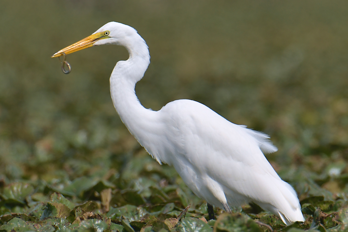 A Katydid Touring Stockport Flats 12