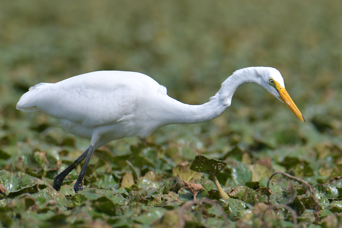 A Katydid Touring Stockport Flats 13