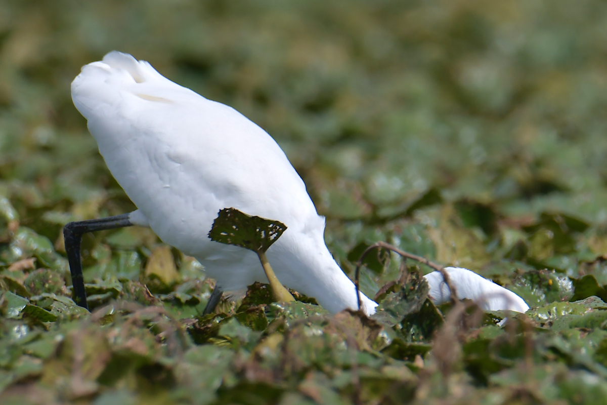 A Katydid Touring Stockport Flats 14