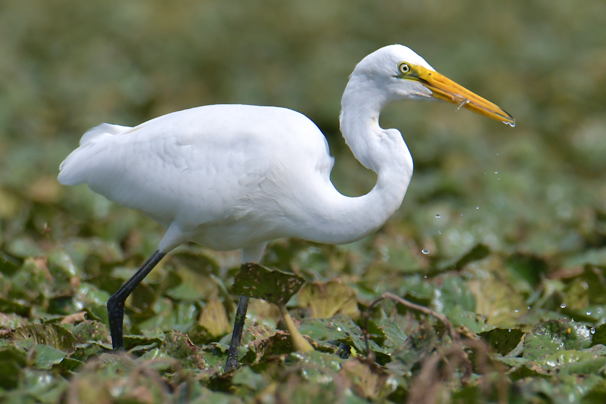 A Katydid Touring Stockport Flats 15
