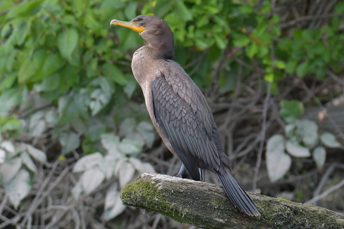 A Katydid Touring Stockport Flats 18