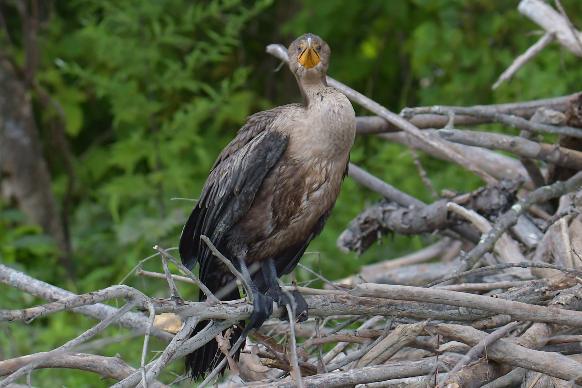 A Katydid Touring Stockport Flats 19