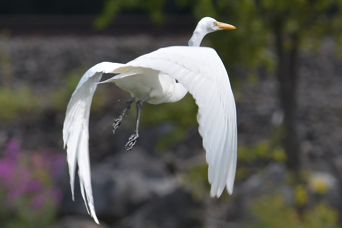 A Katydid Touring Stockport Flats 20