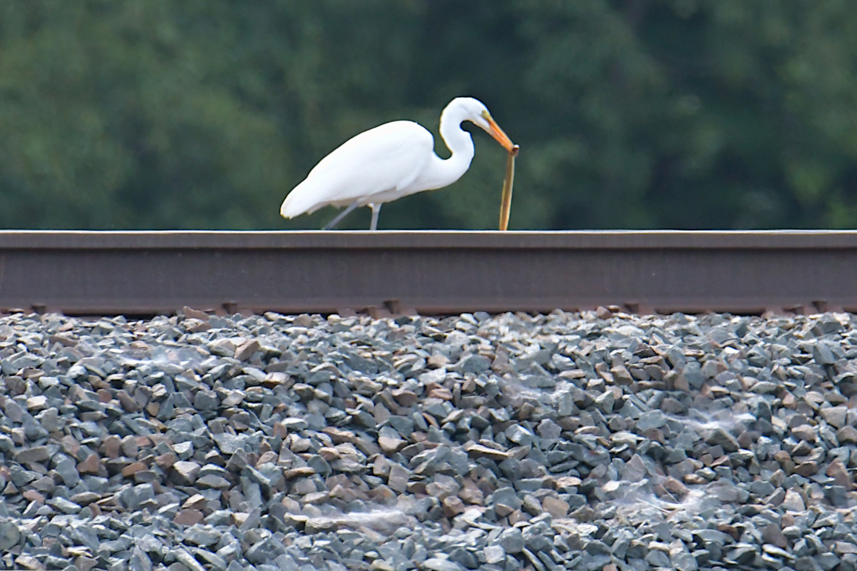 A Katydid Touring Stockport Flats 21