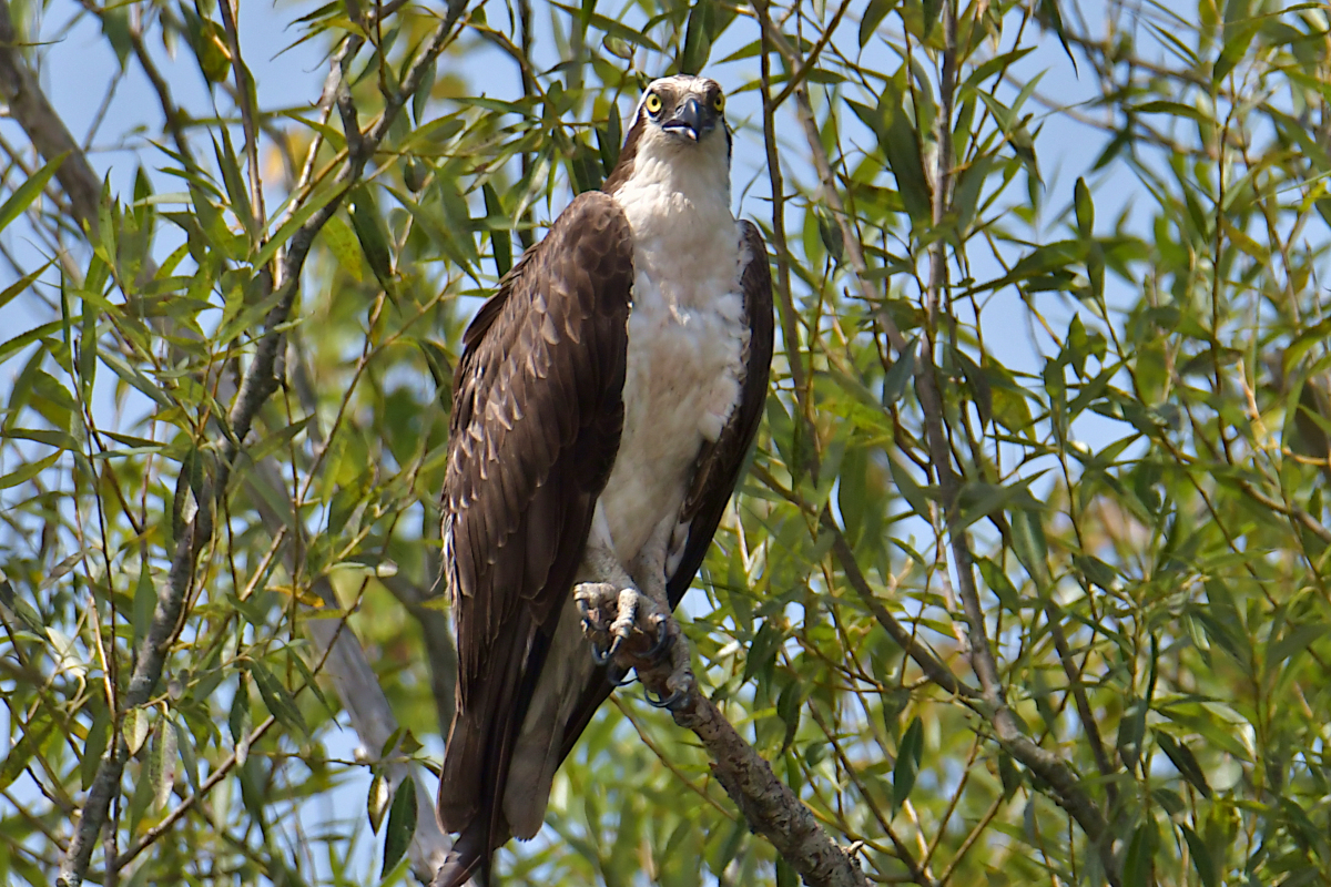 A Katydid Touring Stockport Flats 23