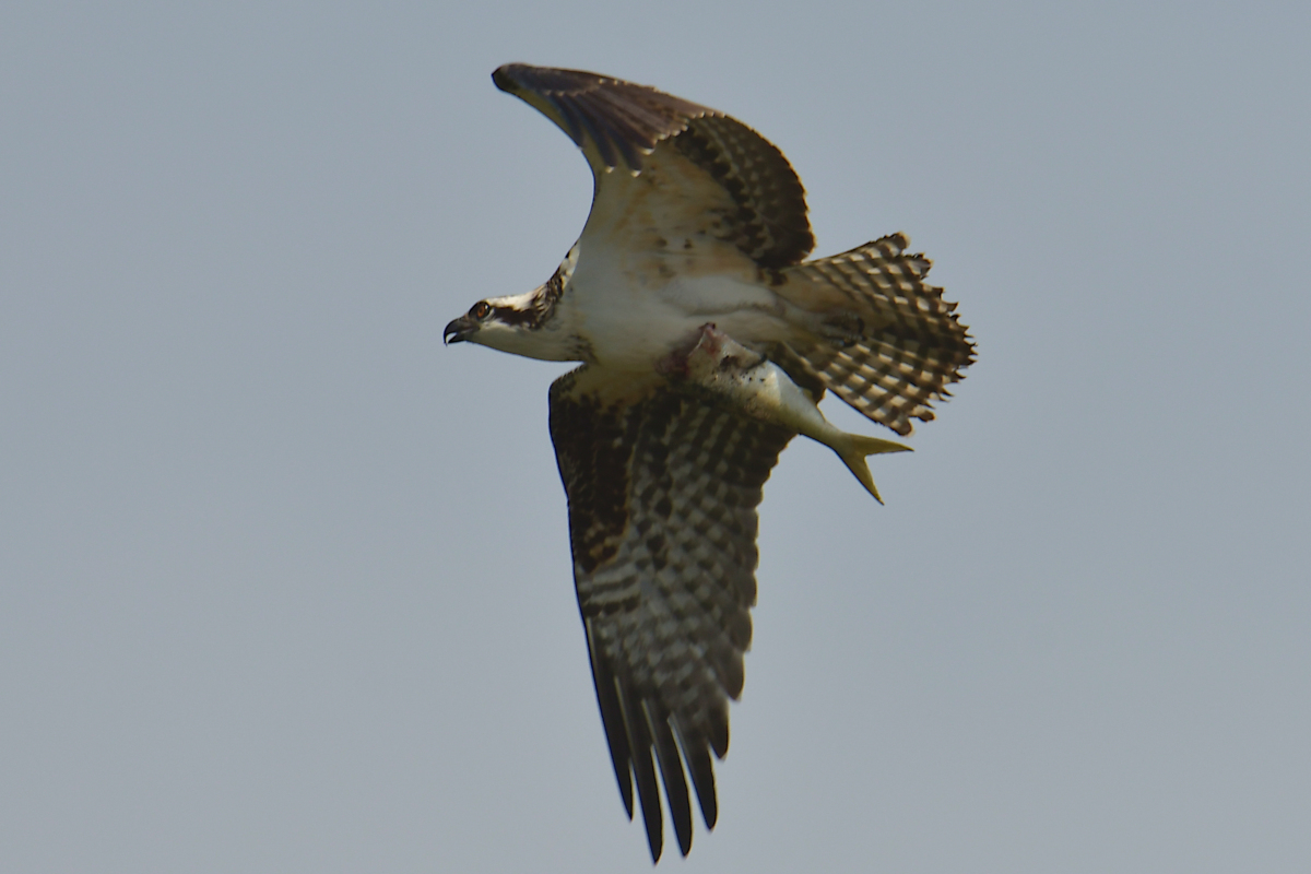 A Katydid Touring Stockport Flats 25