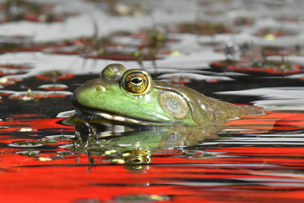 Little Otter Creek 02