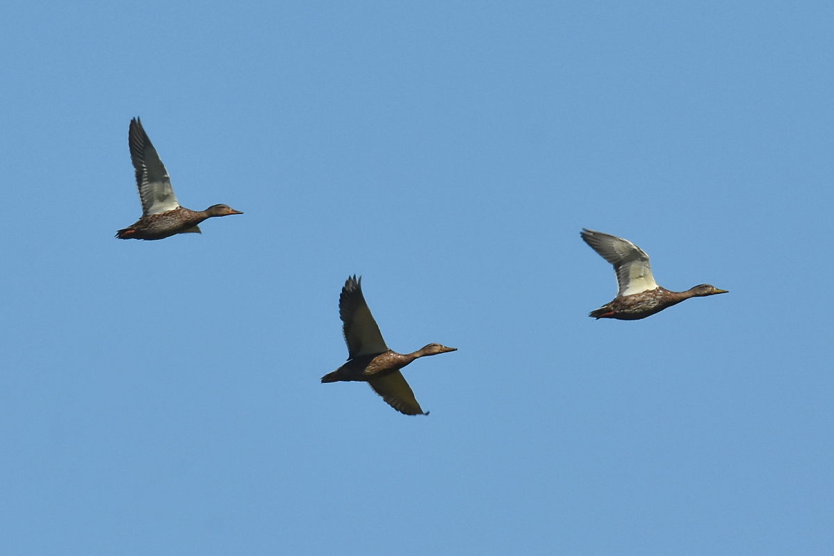 Little Otter Creek 03