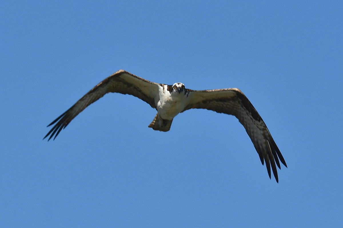 Little Otter Creek 04