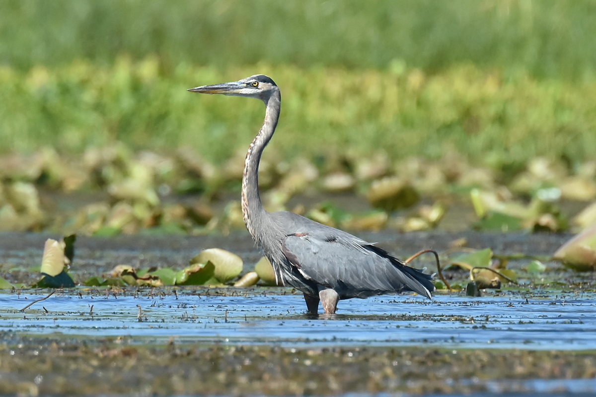 Little Otter Creek 06