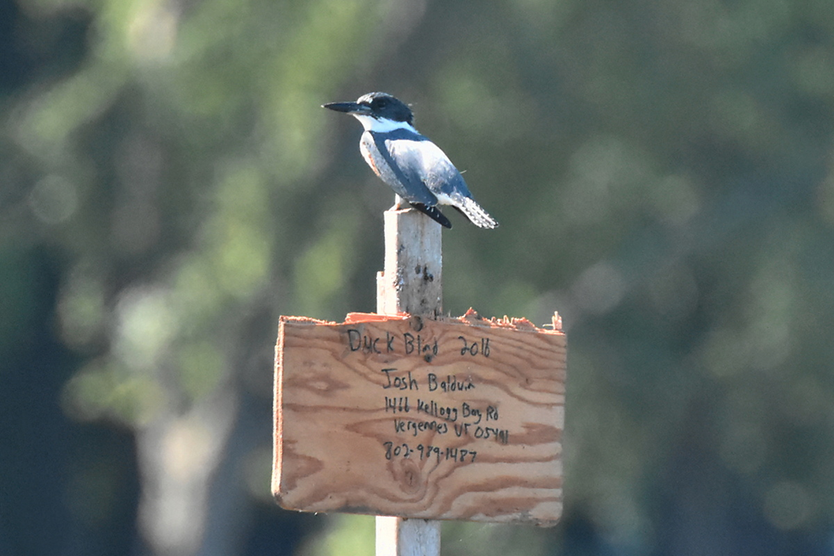 Little Otter Creek 08