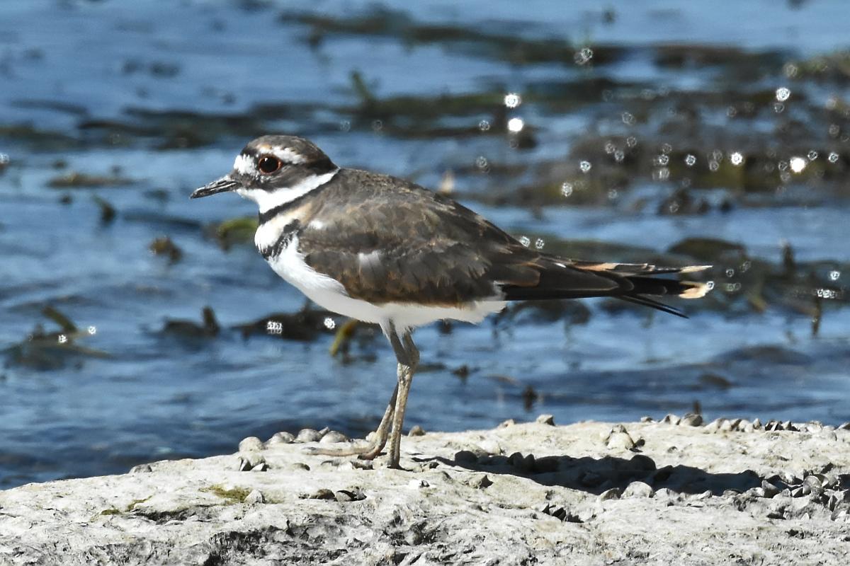 Little Otter Creek 10