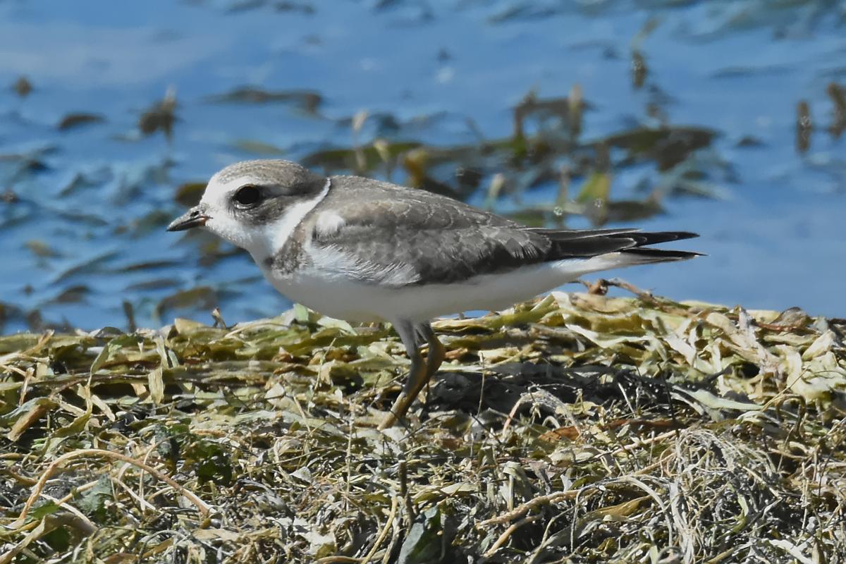 Little Otter Creek 11