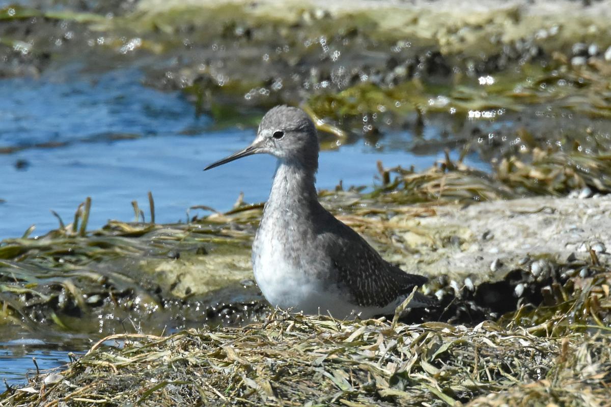 Little Otter Creek 12