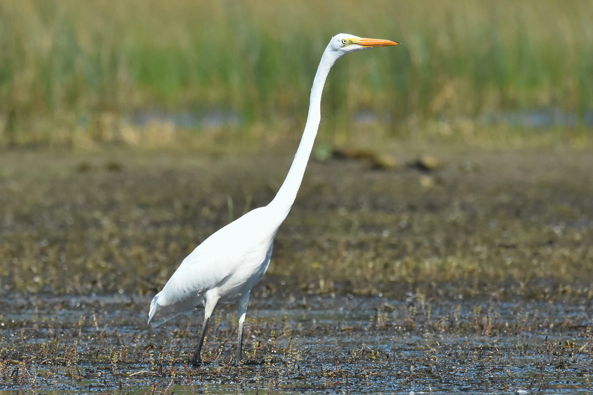 Little Otter Creek 13